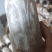 灵芝菌种批发（野生黑灵芝菌种）