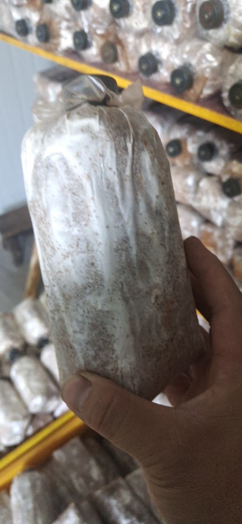 灵芝菌种批发（野生黑灵芝菌种）