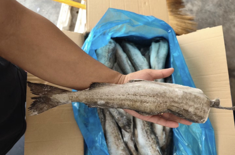单冻鳕鱼狭鳕鱼明太鱼江苏海鲜水产批发鳕鱼