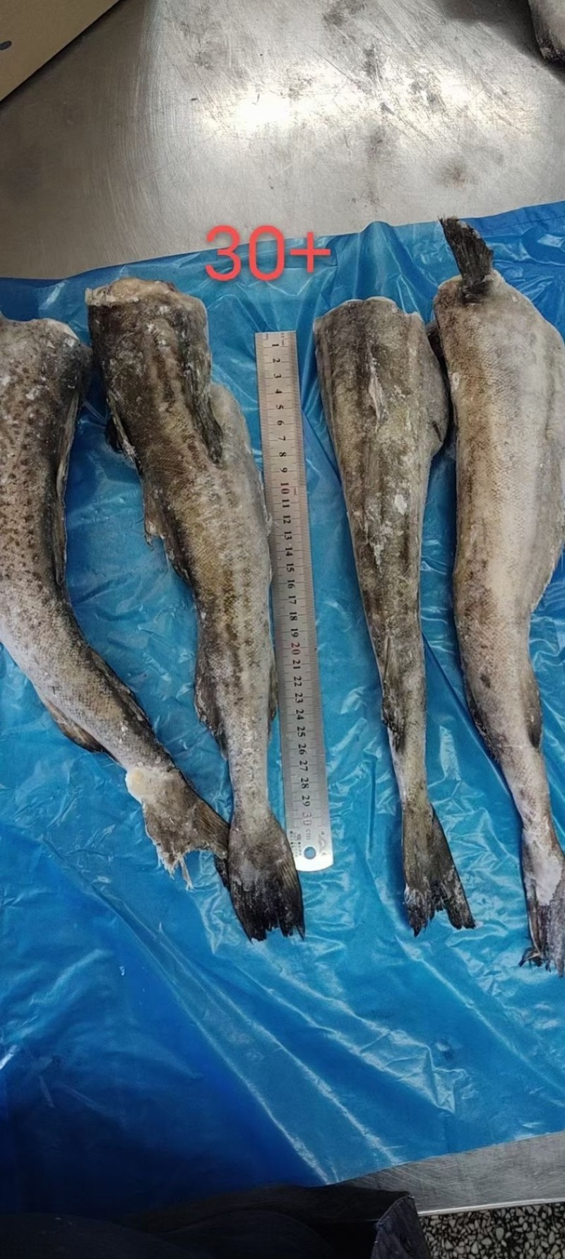 单冻鳕鱼狭鳕鱼明太鱼江苏海鲜水产批发鳕鱼