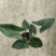 110#双株虎斑海芋，不是特别大，价优