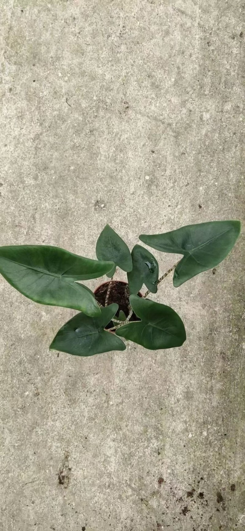110#双株虎斑海芋，不是特别大，价优