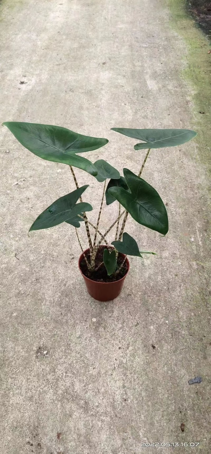 110#双株虎斑海芋，不是特别大，价优
