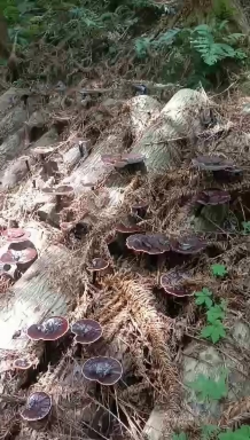 广西野生灵芝生料菌种批发