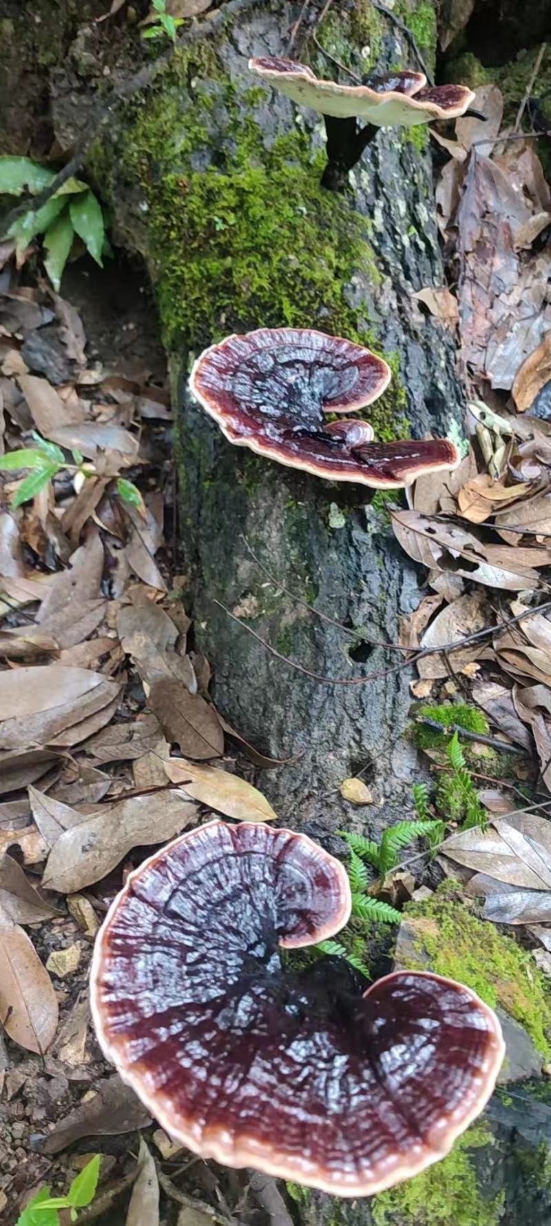 广西野生灵芝生料菌种批发