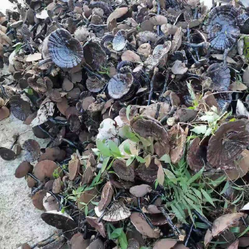 广西野生灵芝生料菌种批发