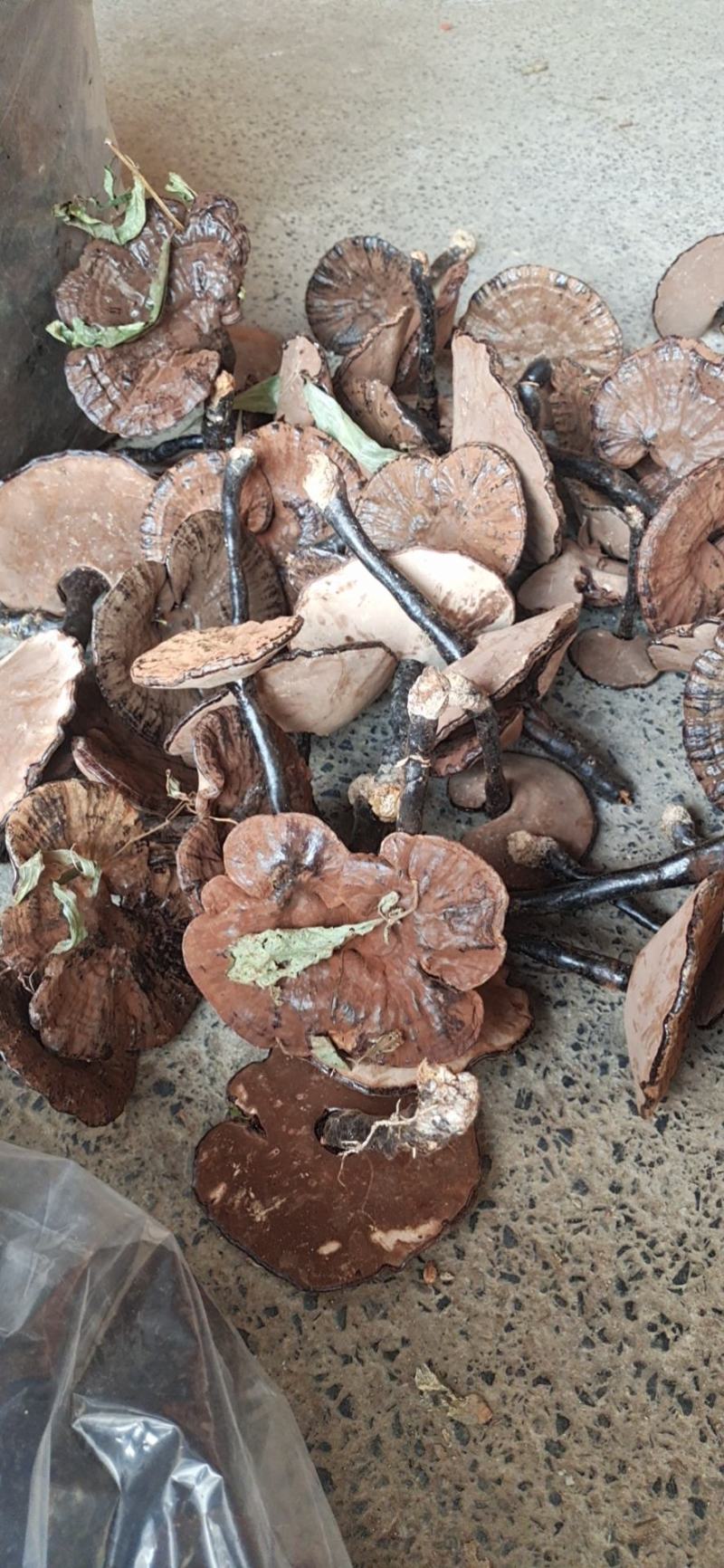 广西野生灵芝生料菌种批发