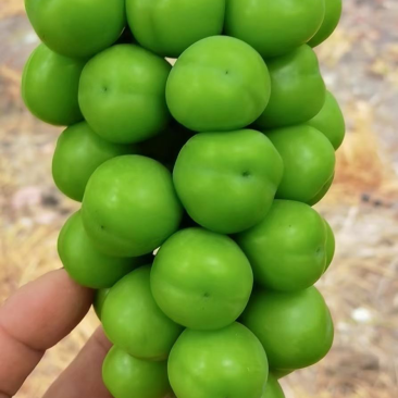 阳光玫瑰精品果