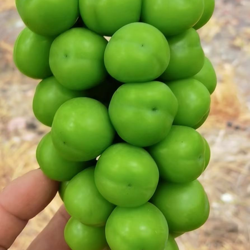 阳光玫瑰精品果