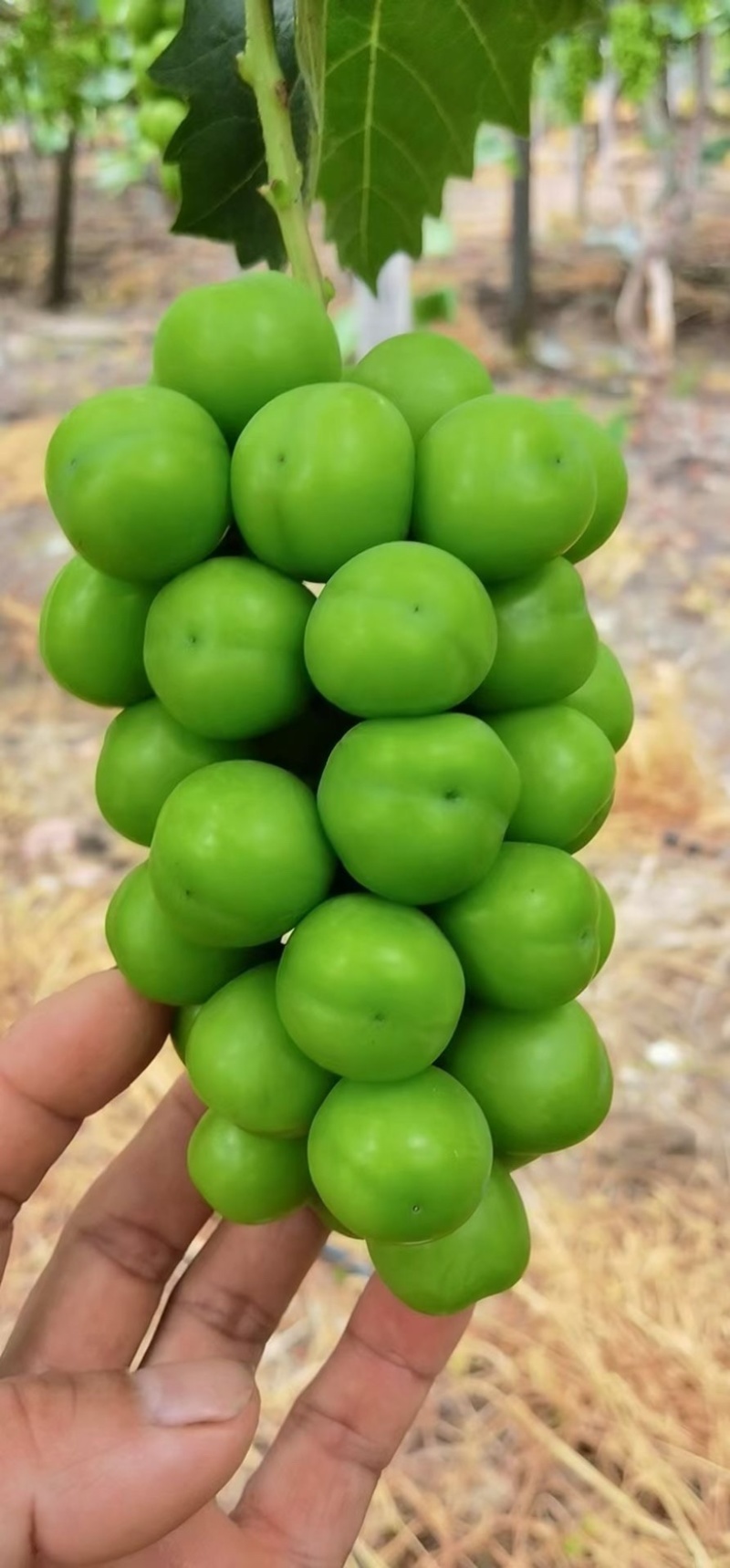 阳光玫瑰精品果