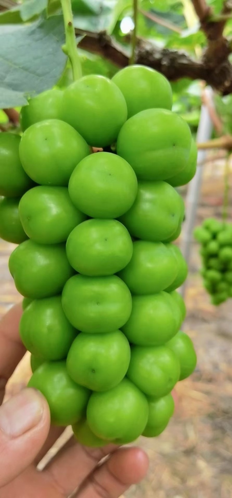 阳光玫瑰精品果