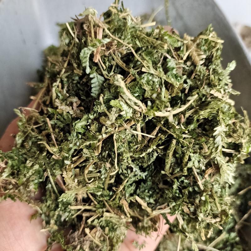 石上柏石上柏今年新货地道药材紫轩堂药业产地浙江