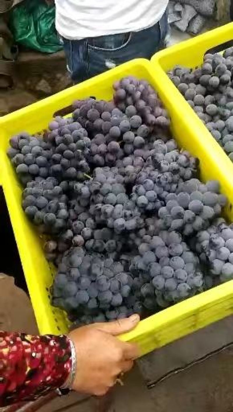 [精品]甘肃巨峰葡萄葡萄产地直发专业代办诚信经营