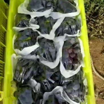 [精品]甘肃巨峰葡萄葡萄产地直发专业代办诚信经营