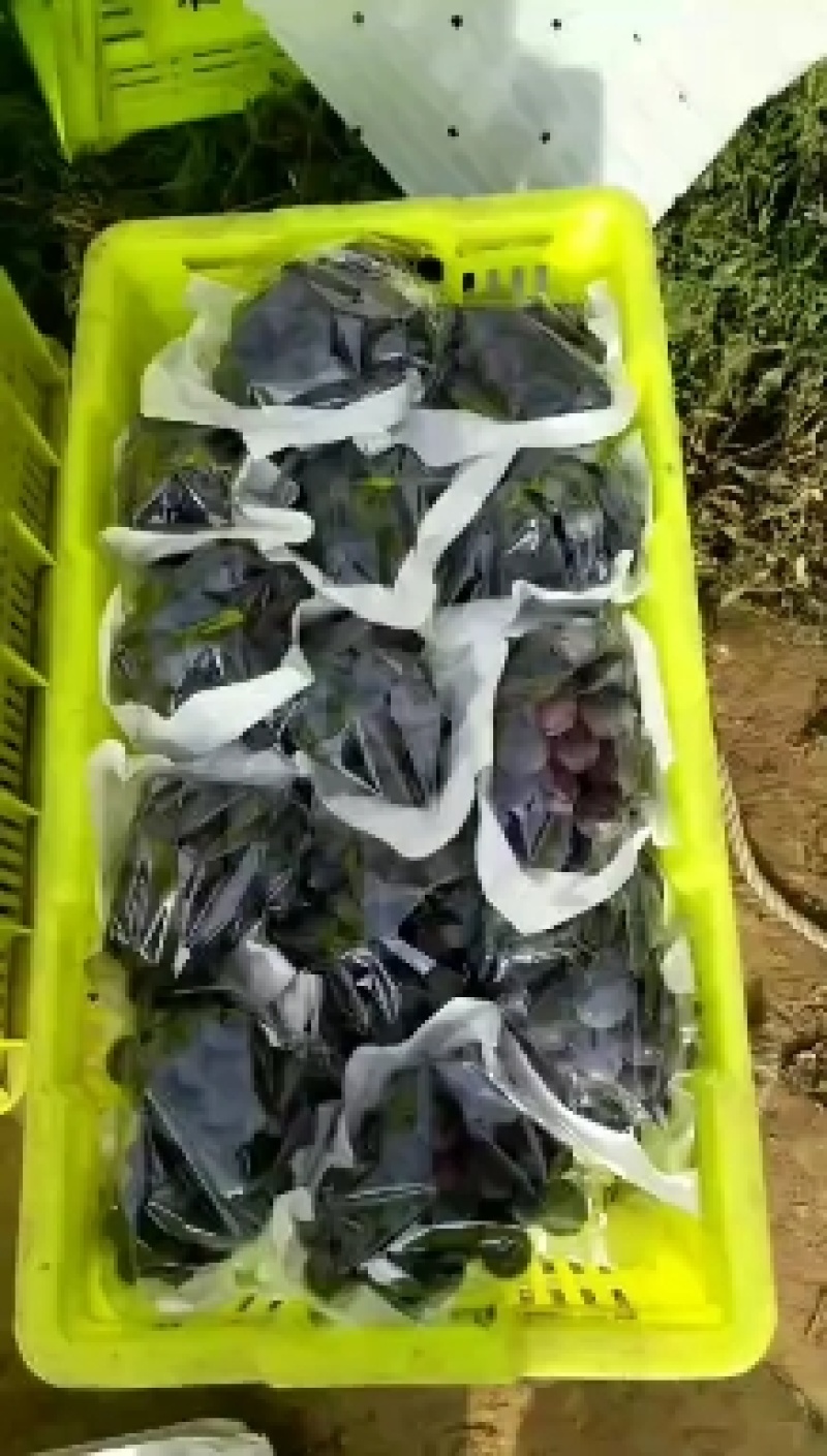 [精品]甘肃巨峰葡萄葡萄产地直发专业代办诚信经营