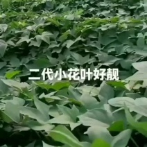 细叶二代