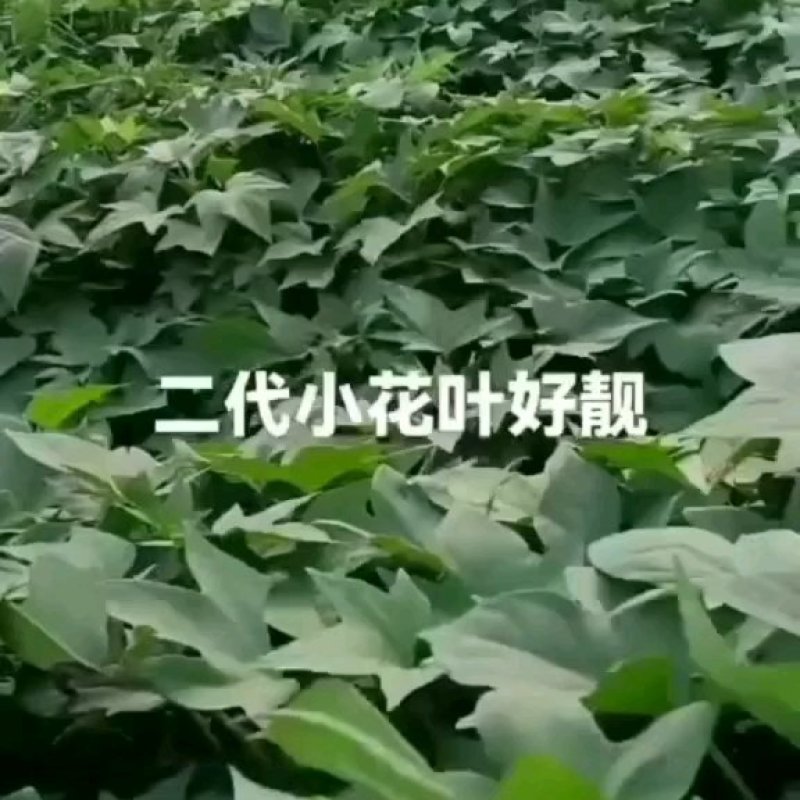 细叶二代