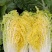 河北邢台金翡翠大白菜黄心大白菜酸菜加工厂货源
