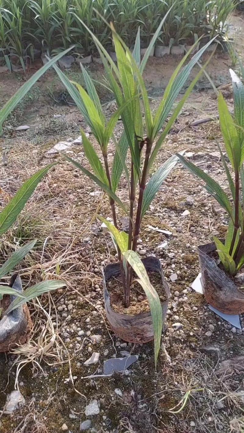 7斤袋翠芦，品质优良，价格优惠，诚信经营，欢迎来电