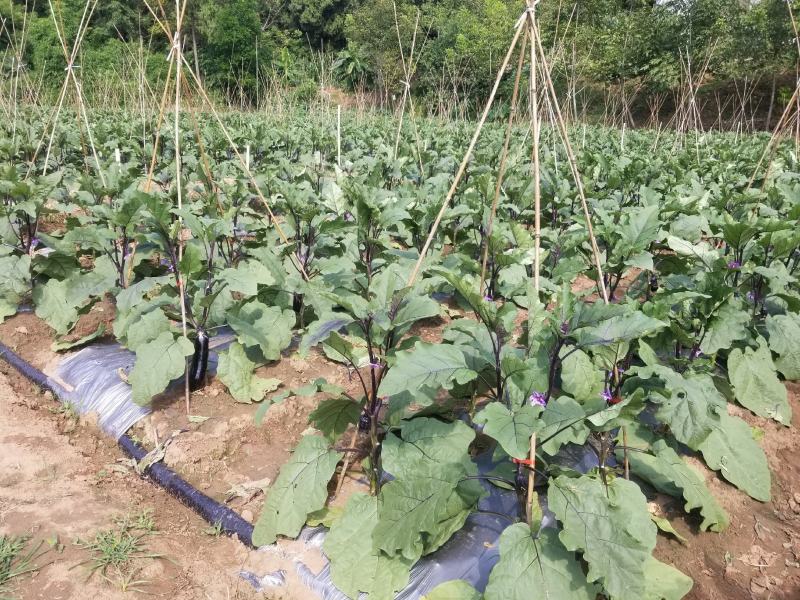 黑糯精品烧烤茄、门茄、对茄，六月上旬上市