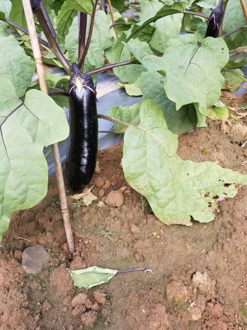 黑糯精品烧烤茄、门茄、对茄，六月上旬上市