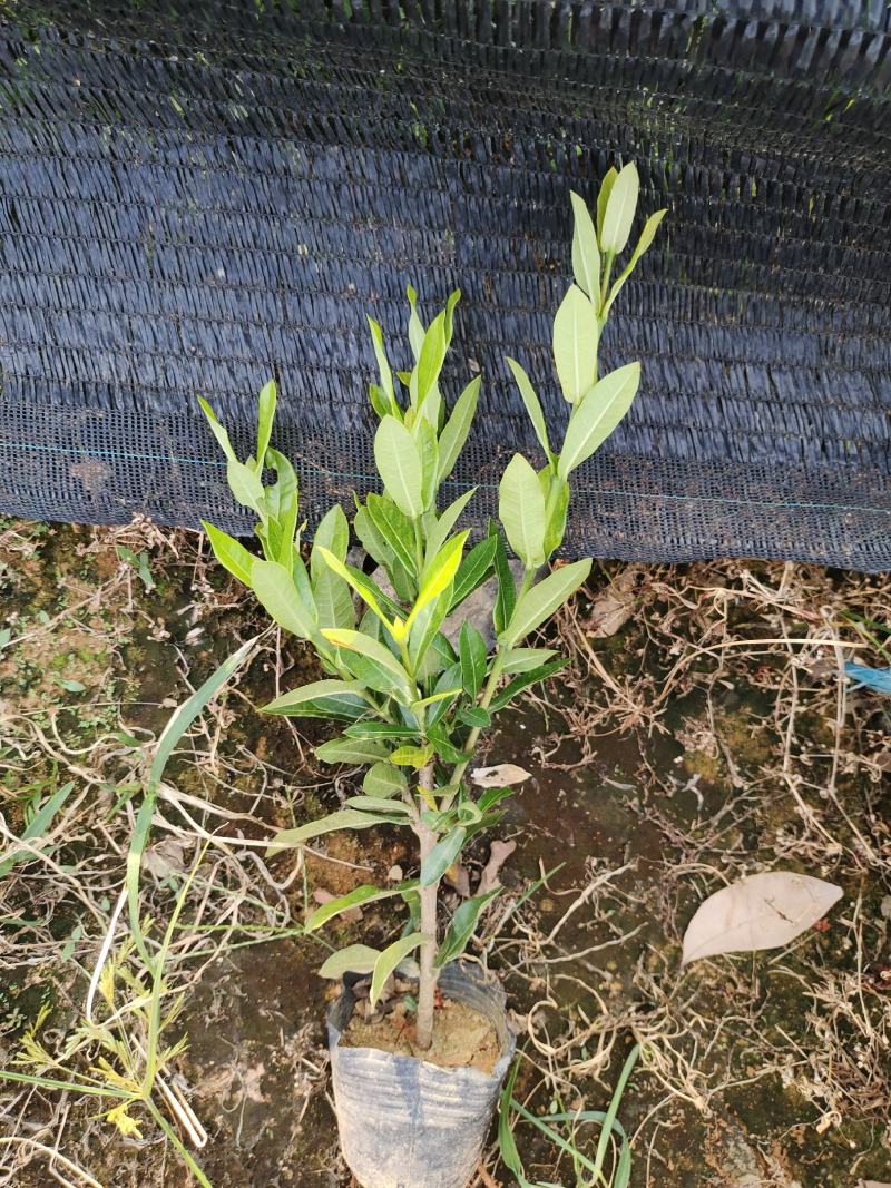 小叶龙船花，品质优良，价格实惠，诚信经营，欢迎来电.