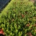 小叶龙船花，品质优良，价格实惠，诚信经营，欢迎来电.