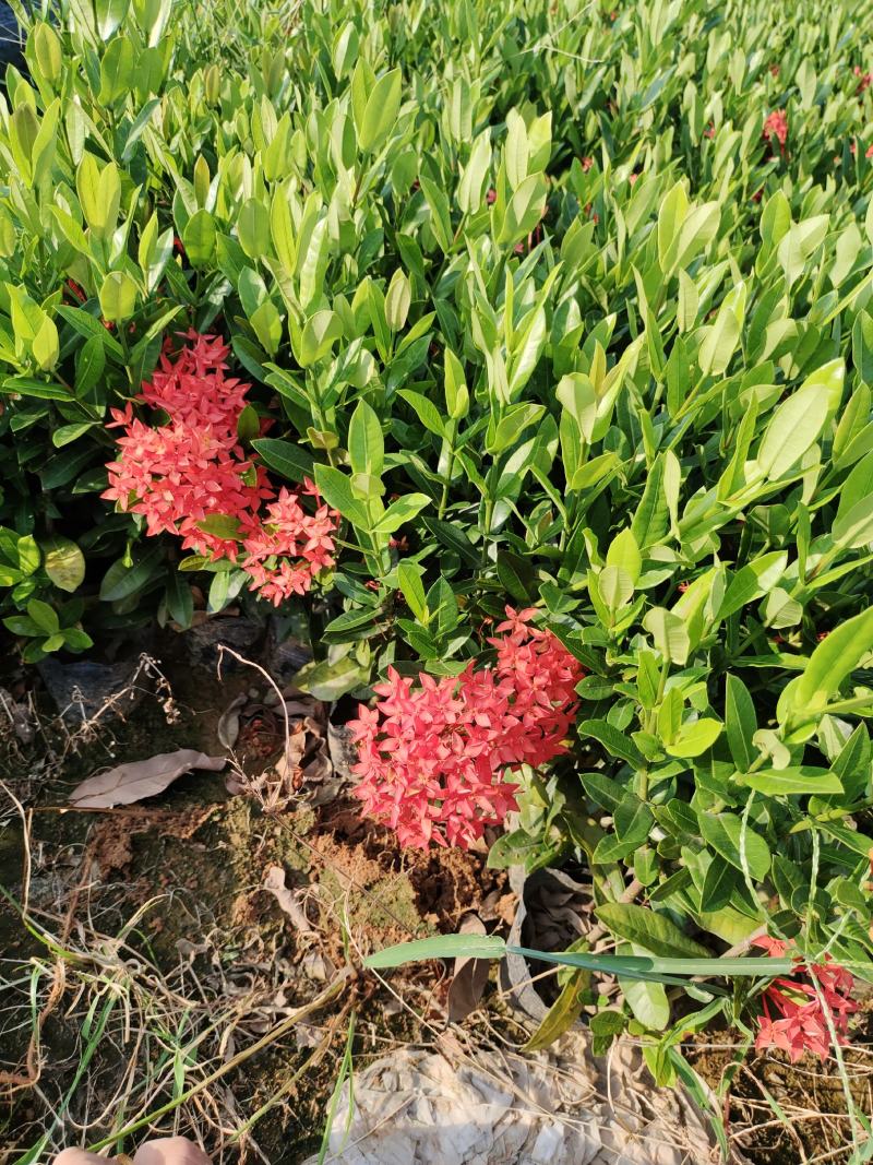 小叶龙船花，品质优良，价格实惠，诚信经营，欢迎来电.