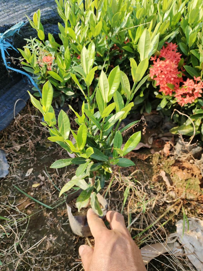 小叶龙船花，品质优良，价格实惠，诚信经营，欢迎来电.