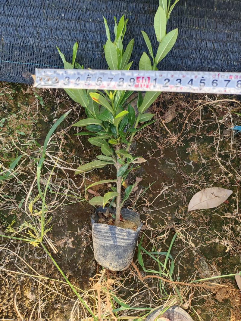 小叶龙船花，品质优良，价格实惠，诚信经营，欢迎来电.