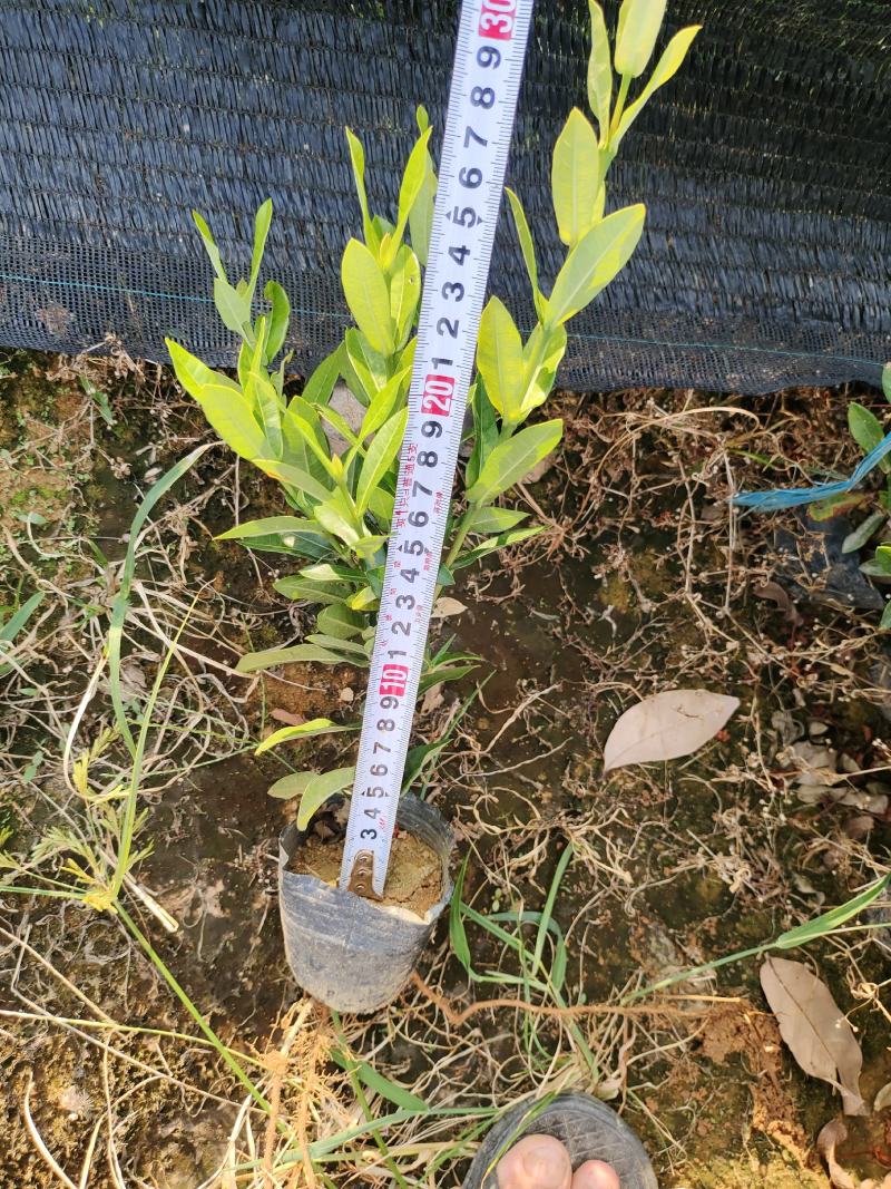 小叶龙船花，品质优良，价格实惠，诚信经营，欢迎来电.