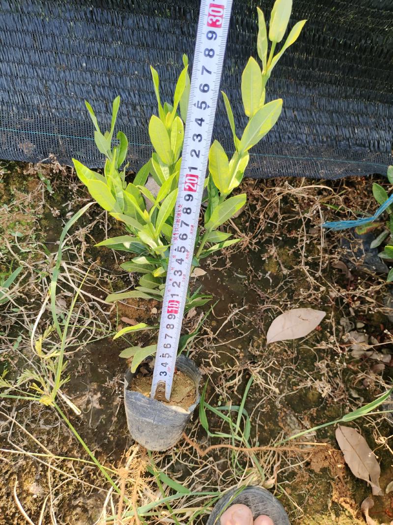 小叶龙船花，品质优良，价格实惠，诚信经营，欢迎来电.