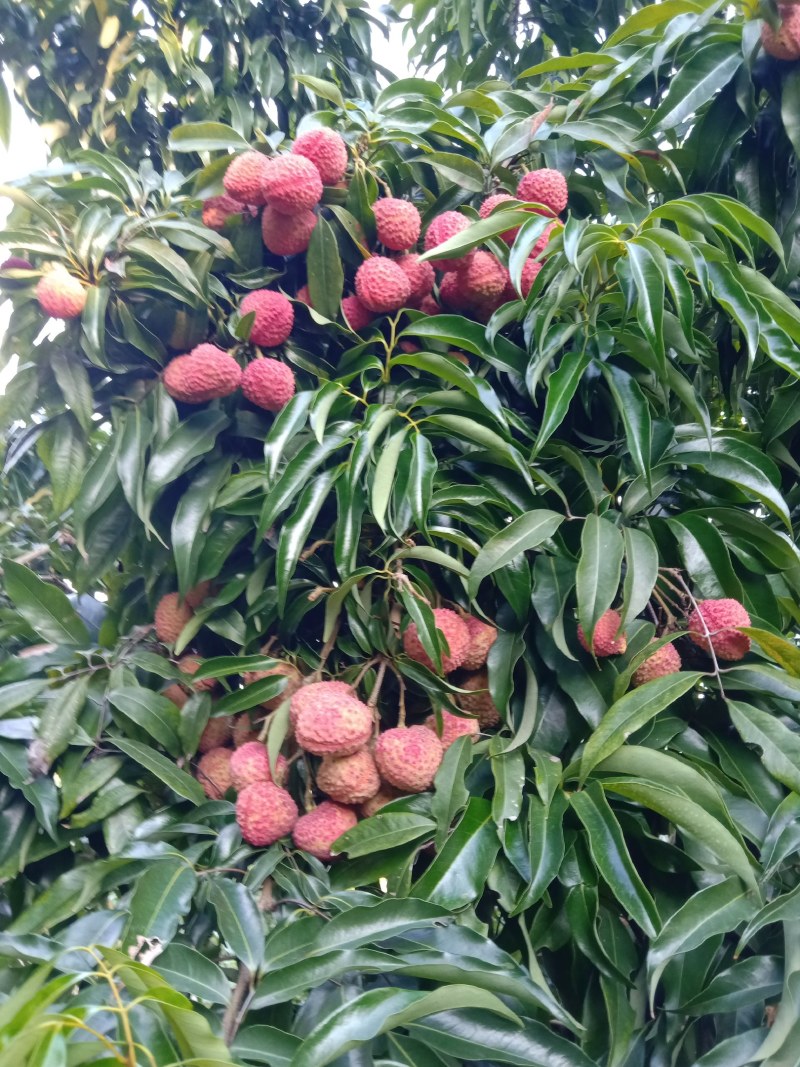 乐山各种荔枝出售