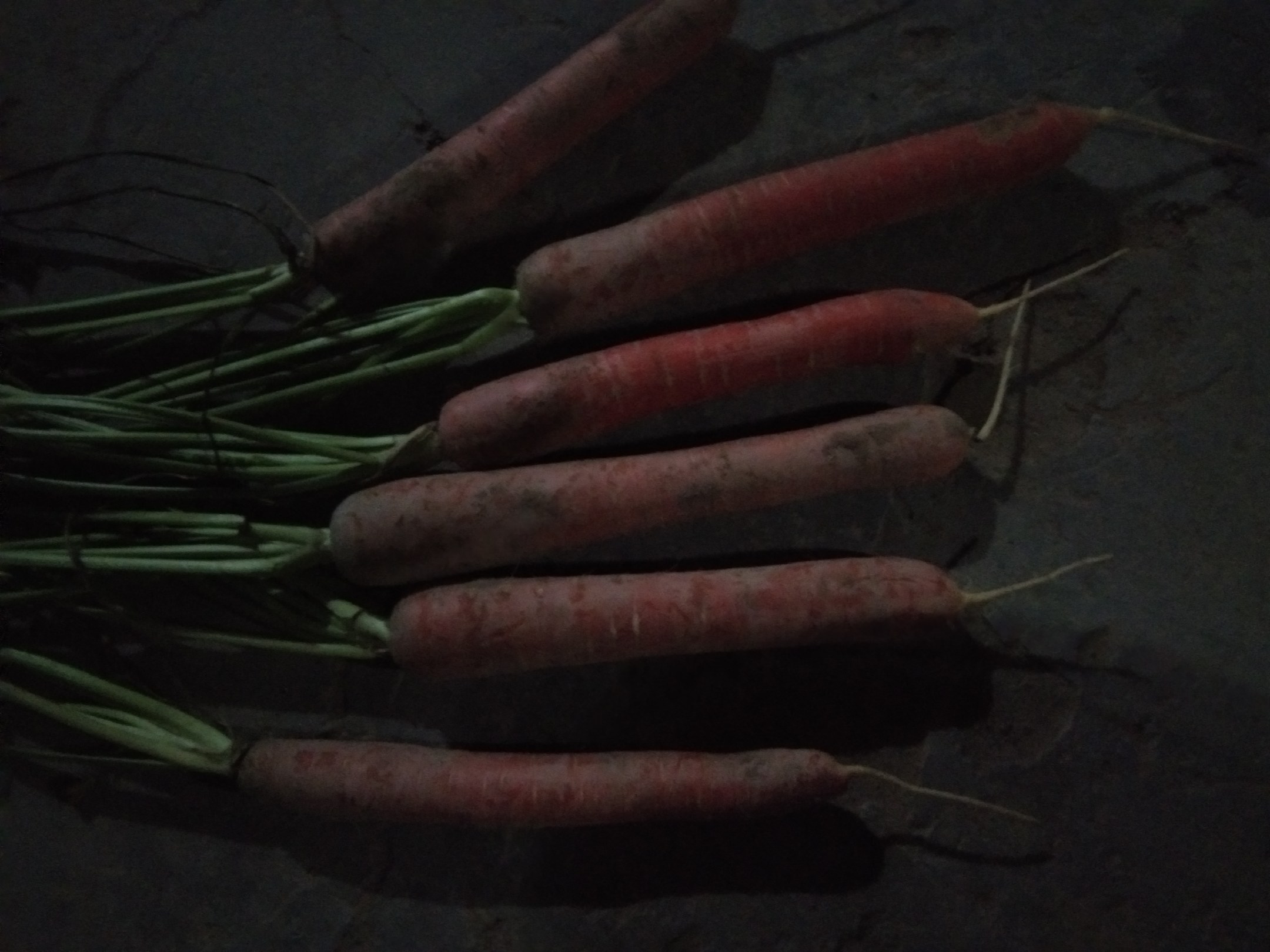 胡萝卜数量示意图