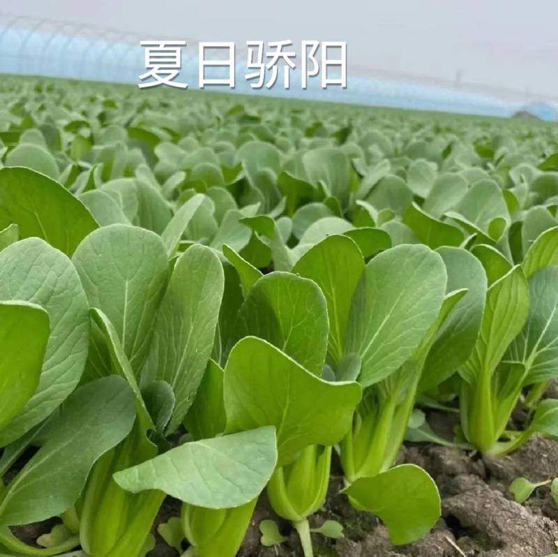 夏秋抗高温青梗菜种子夏日骄阳耐湿热上海青小油菜种子