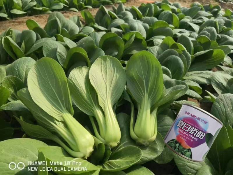 夏秋抗高温青梗菜种子夏日骄阳耐湿热上海青小油菜种子