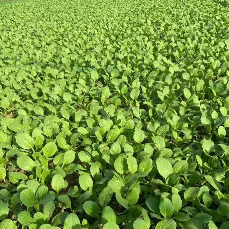 夏秋抗高温青梗菜种子夏日骄阳耐湿热上海青小油菜种子
