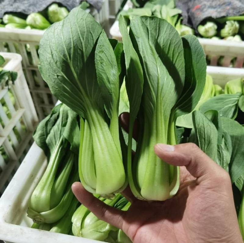 夏秋抗高温青梗菜种子夏日骄阳耐湿热上海青小油菜种子