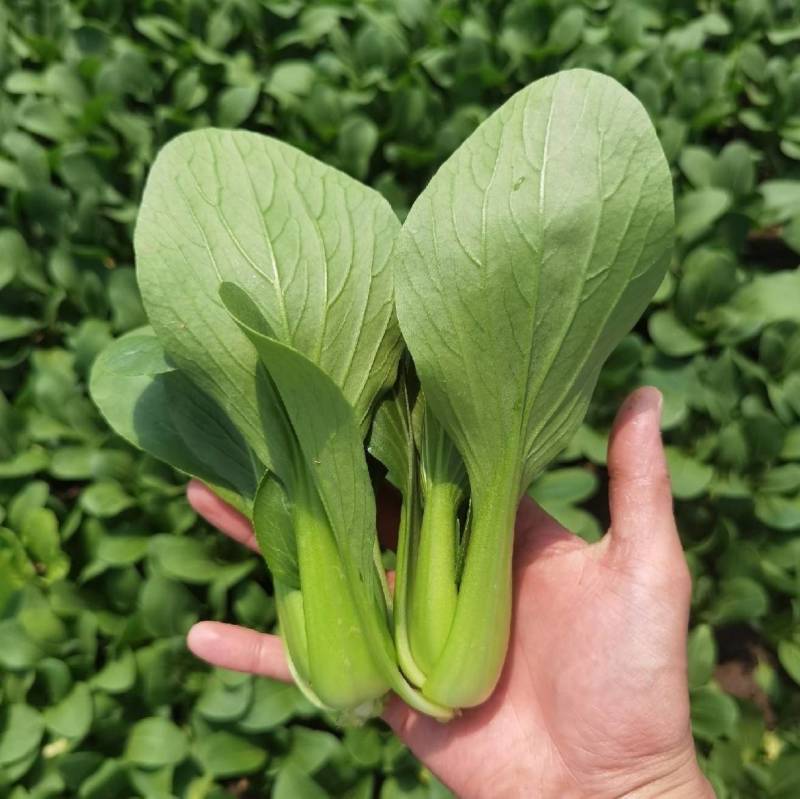 夏秋抗高温青梗菜种子夏日骄阳耐湿热上海青小油菜种子