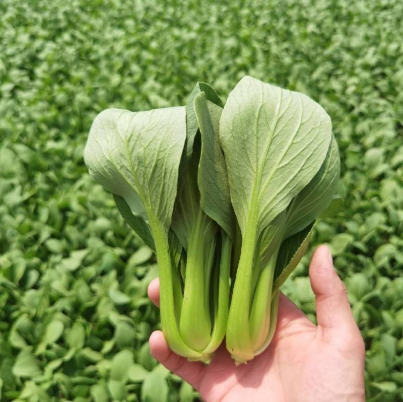 夏秋抗高温青梗菜种子夏日骄阳耐湿热上海青小油菜种子