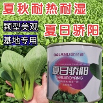 夏秋抗高温青梗菜种子夏日骄阳耐湿热上海青小油菜种子