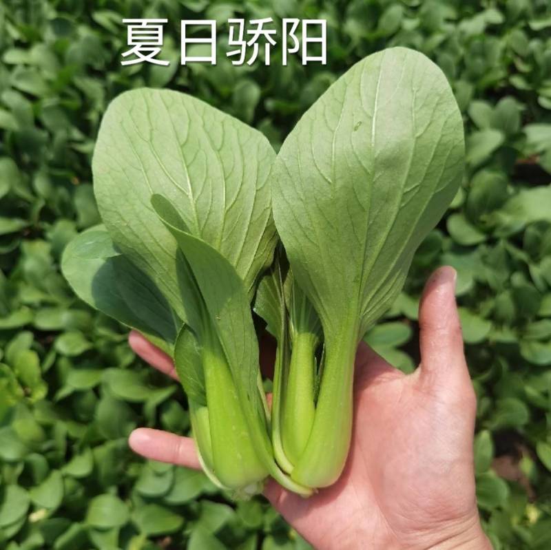 夏秋抗高温青梗菜种子夏日骄阳耐湿热上海青油菜种子