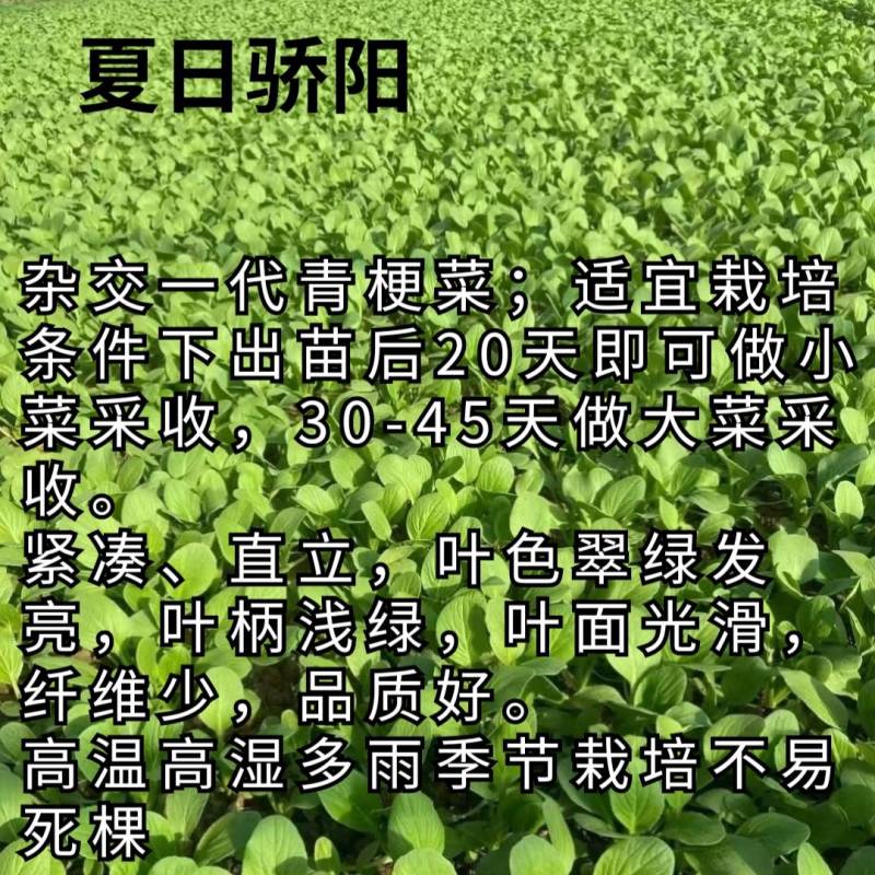 夏秋抗高温青梗菜种子夏日骄阳耐湿热上海青油菜种子