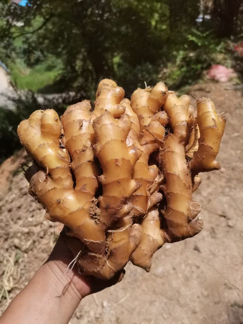 低价急卖，上等好货，稀有货源，看中的老板快来捡漏了!