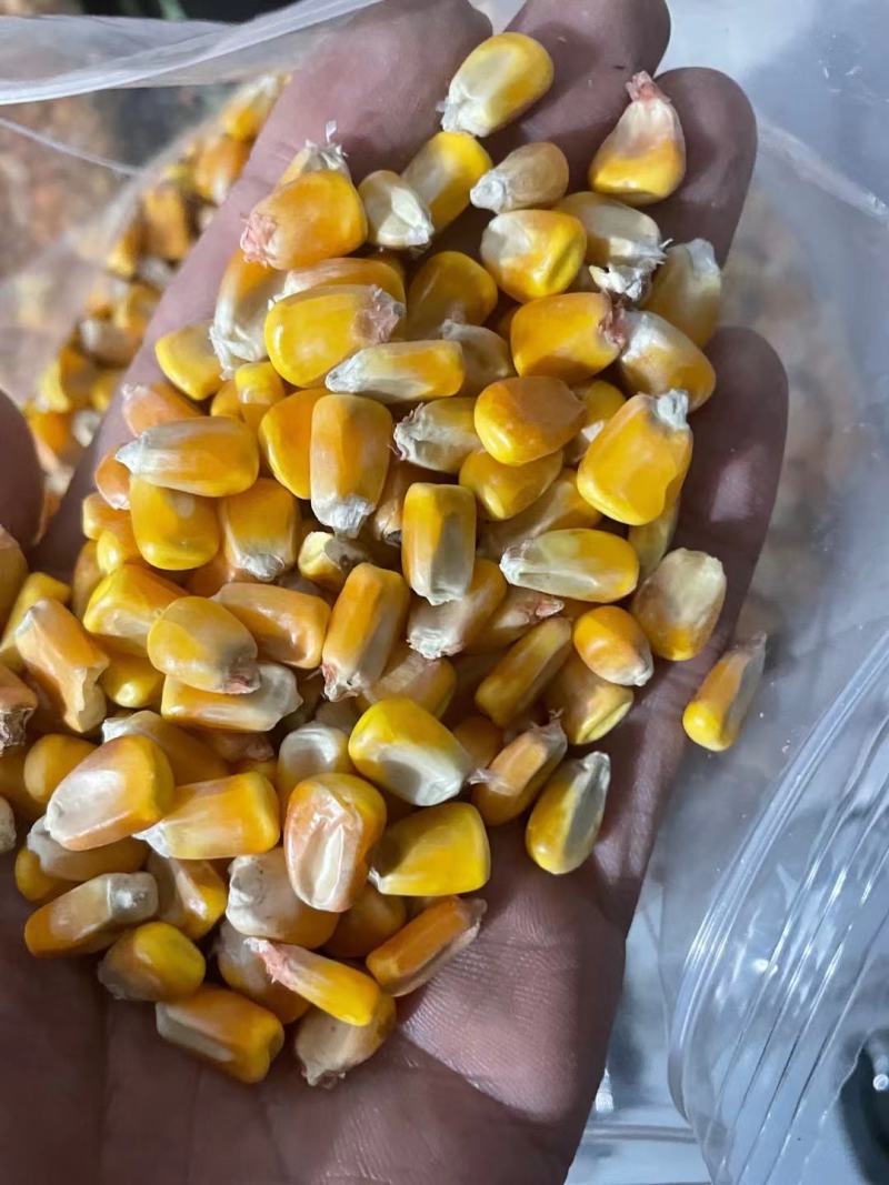玉米