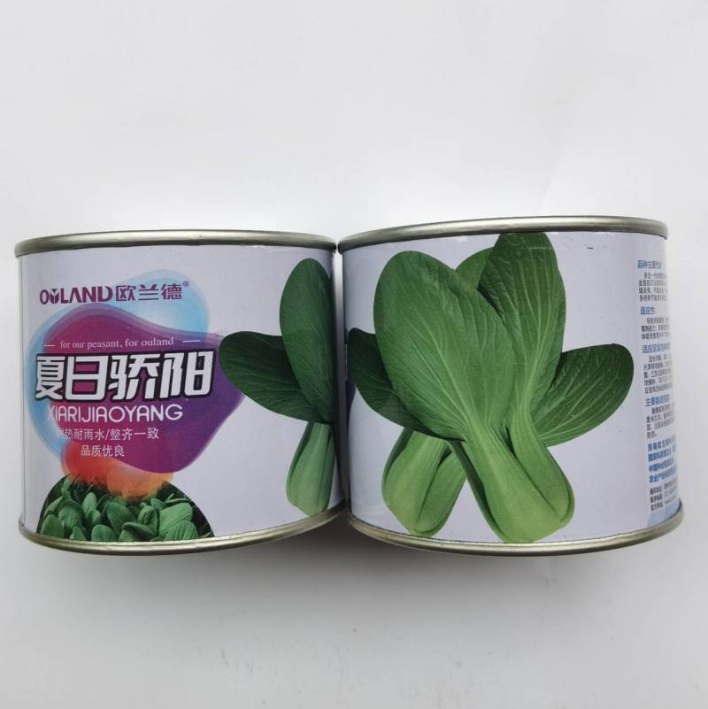 夏秋抗高温青梗菜种子夏日骄阳耐湿热上海青油菜种子