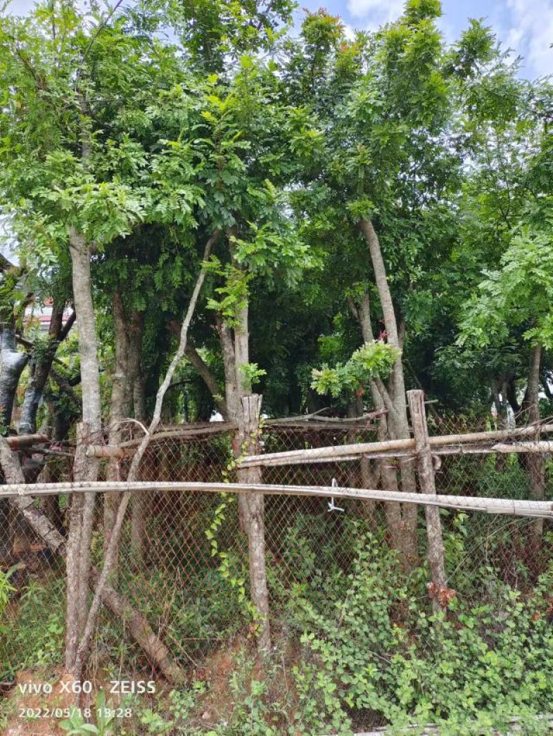 供应清香木