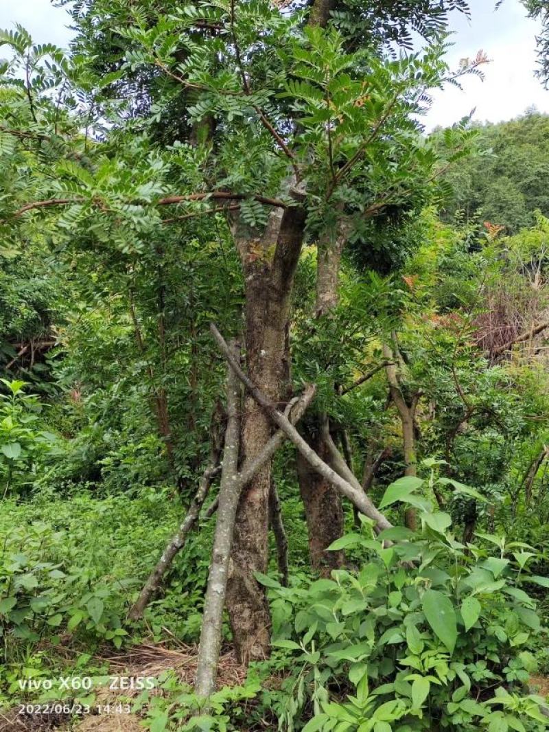 供应清香木