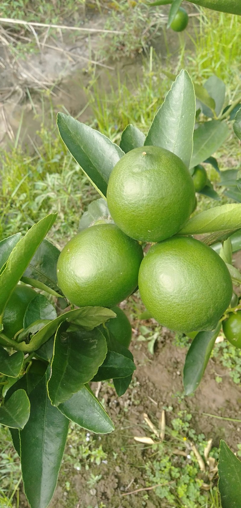 无籽青柠檬奶茶榨汁专用基地直供现摘现发支持一件代发
