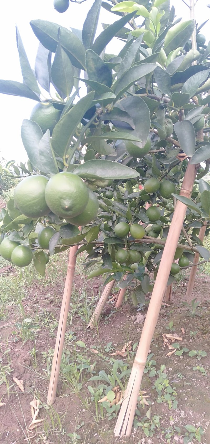 无籽青柠檬奶茶榨汁专用基地直供现摘现发支持一件代发